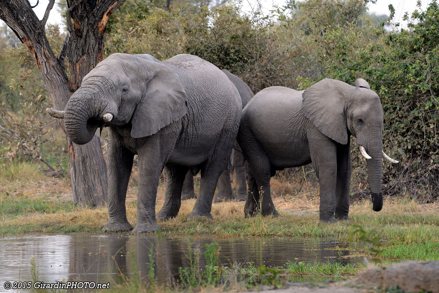 Eléphants au Dijara Campsite