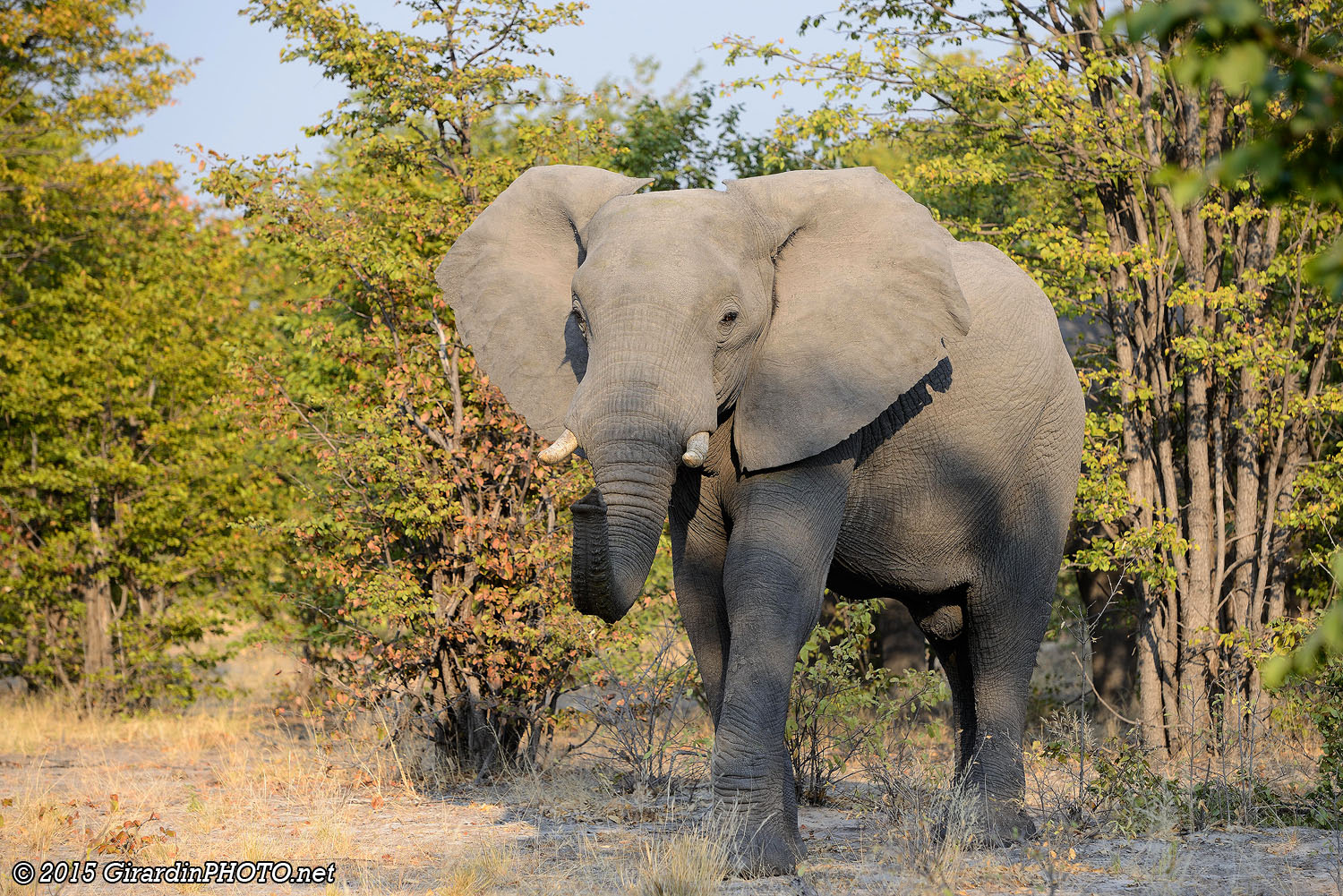 Eléphant sur le chemin de Mababe Gate