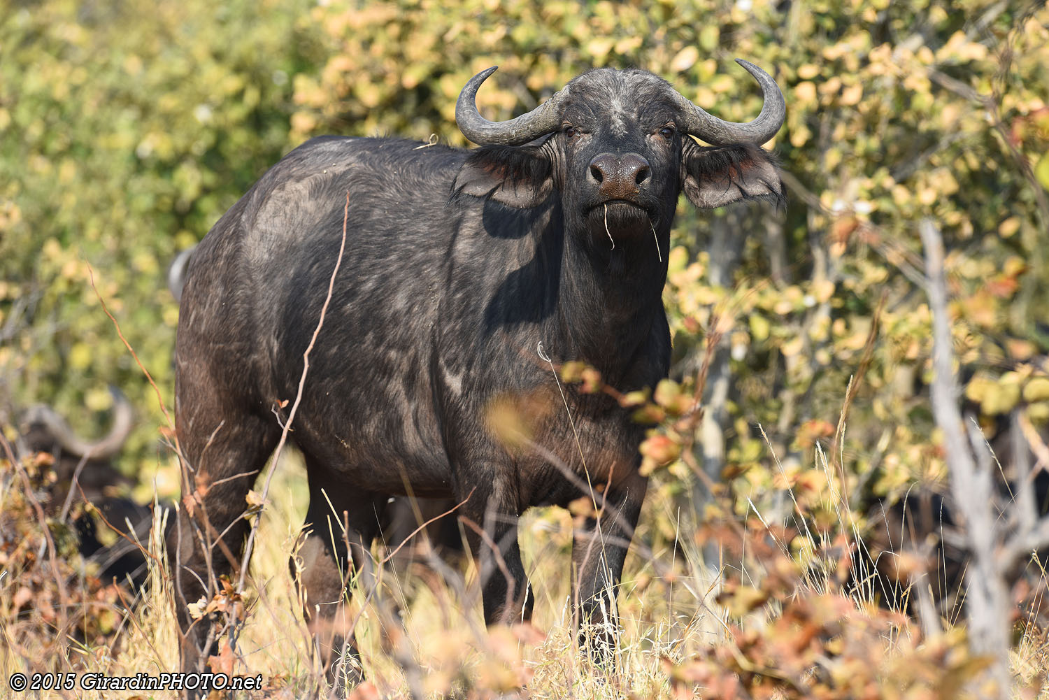Buffle du Cap