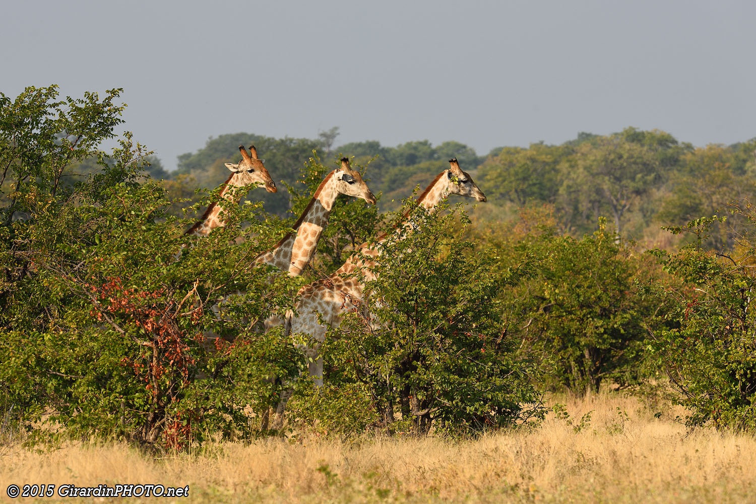 Girafes réticulées