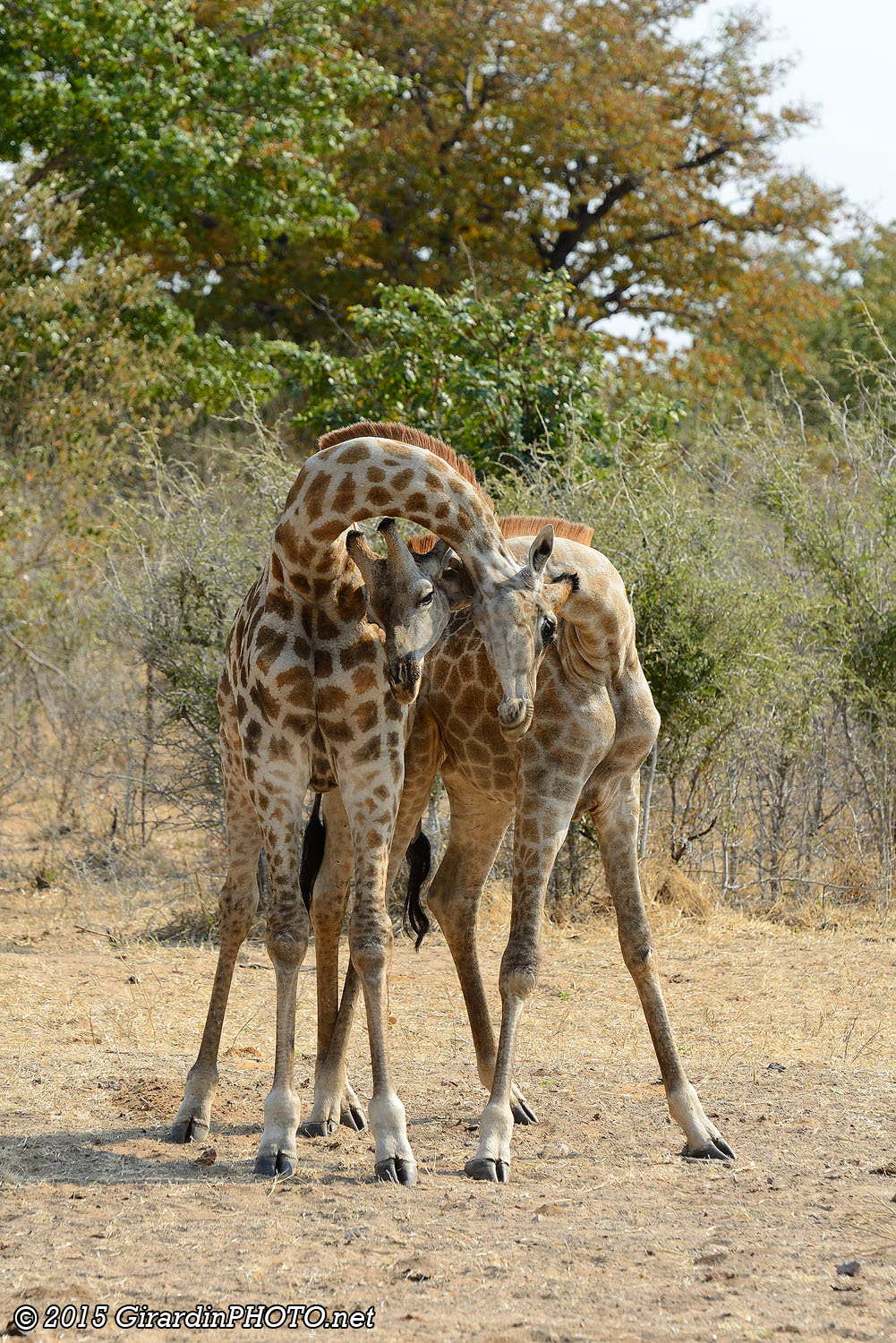 Parade amoureuse de girafes