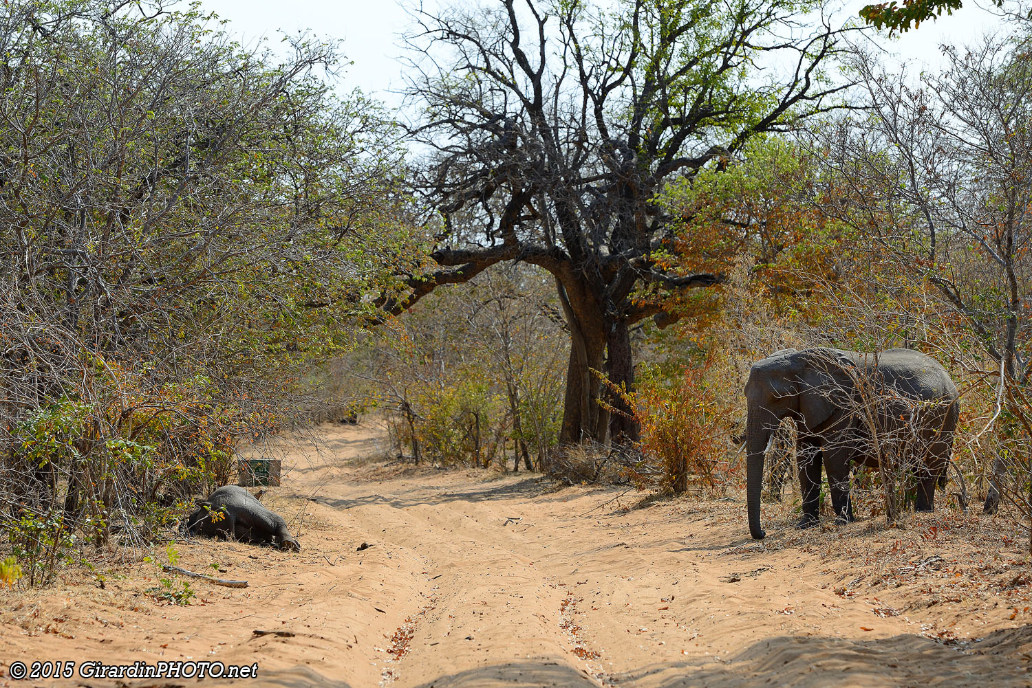 Eléphants juste après la gate