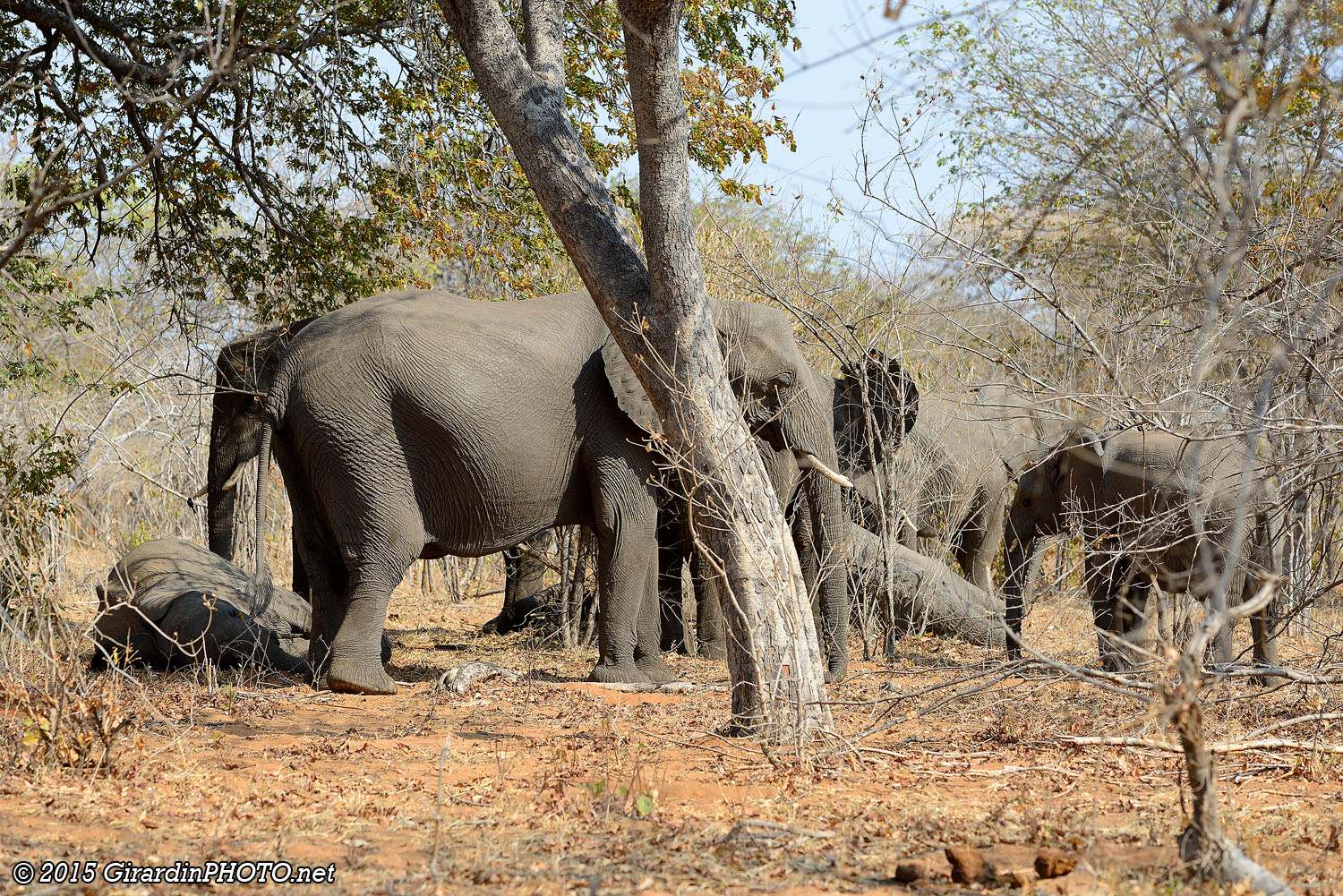 Parfois, les éléphants dorment couchés