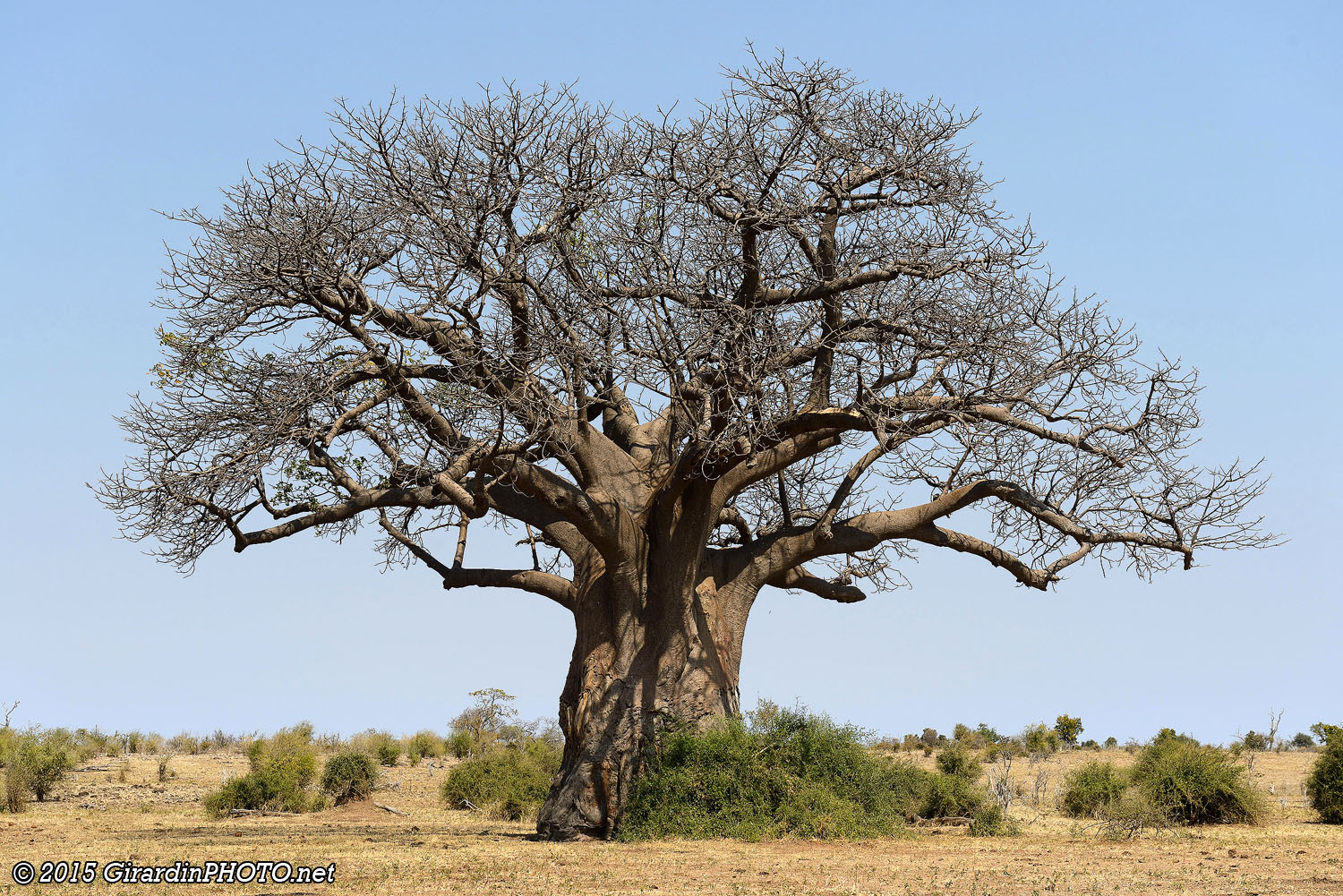 Huge Baobab