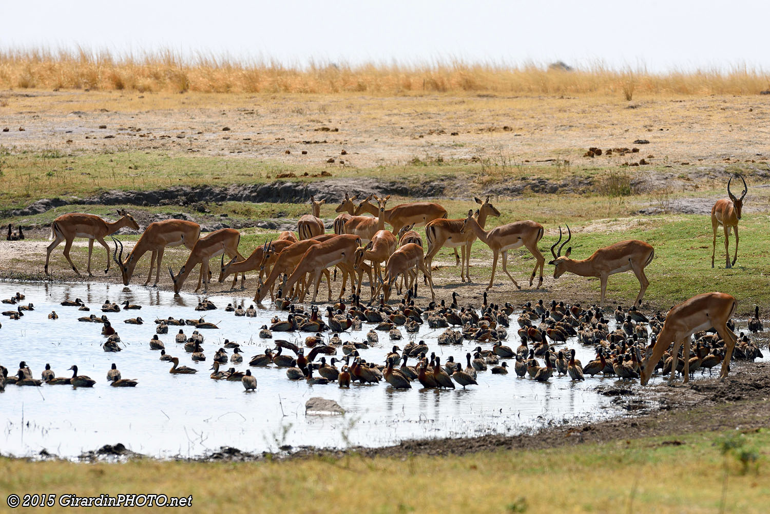 Canards et impalas