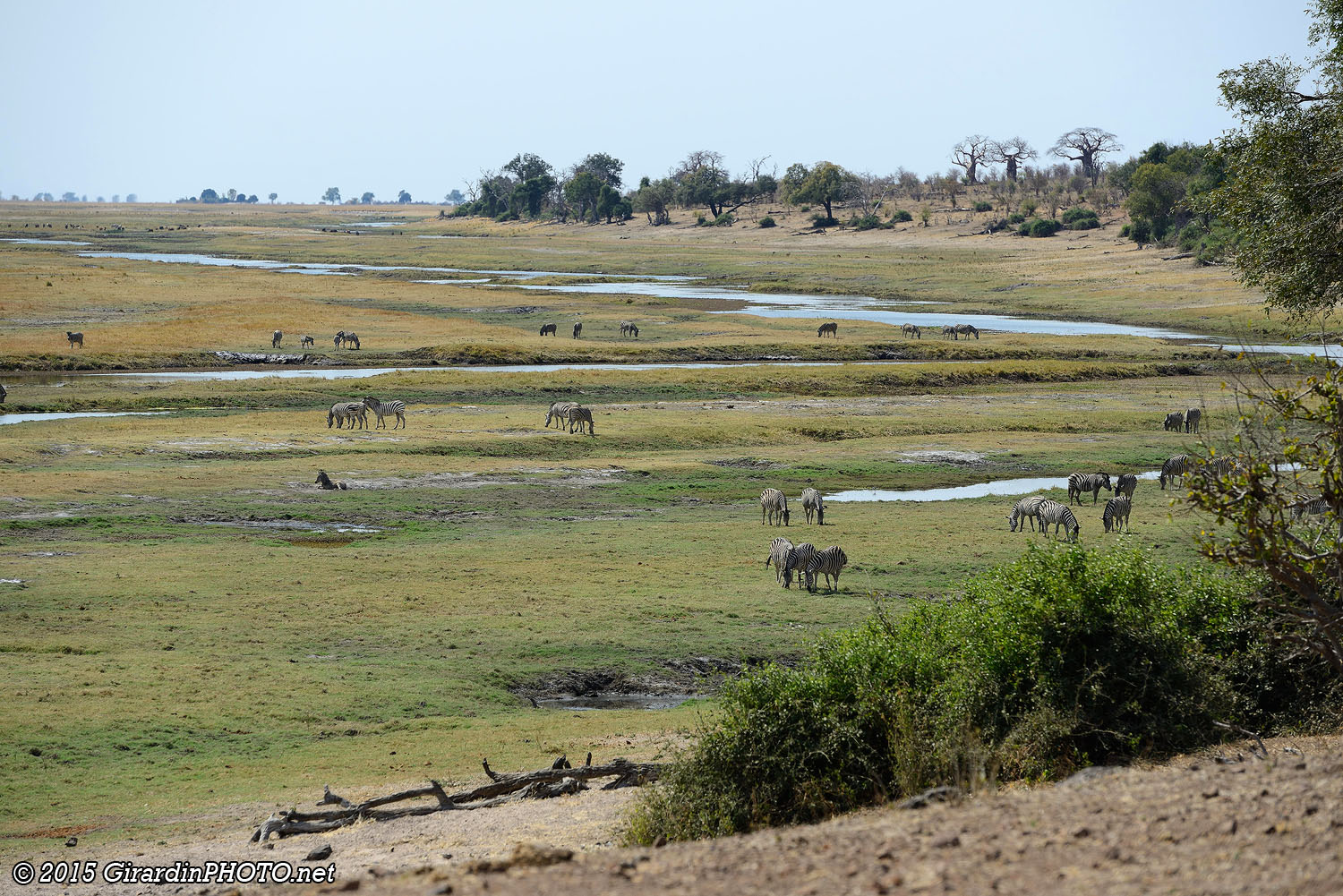 Plaine de Chobe River