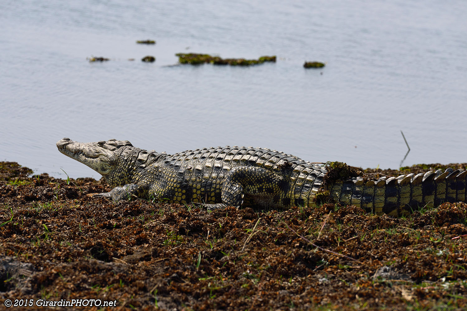Crocodile du Nil