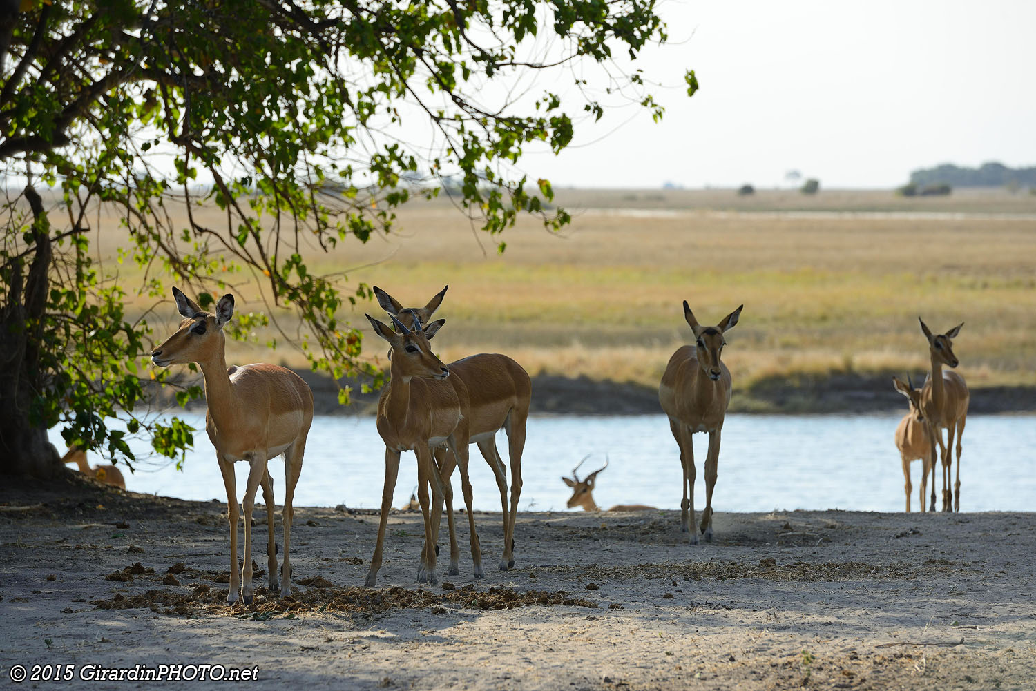 Impalas