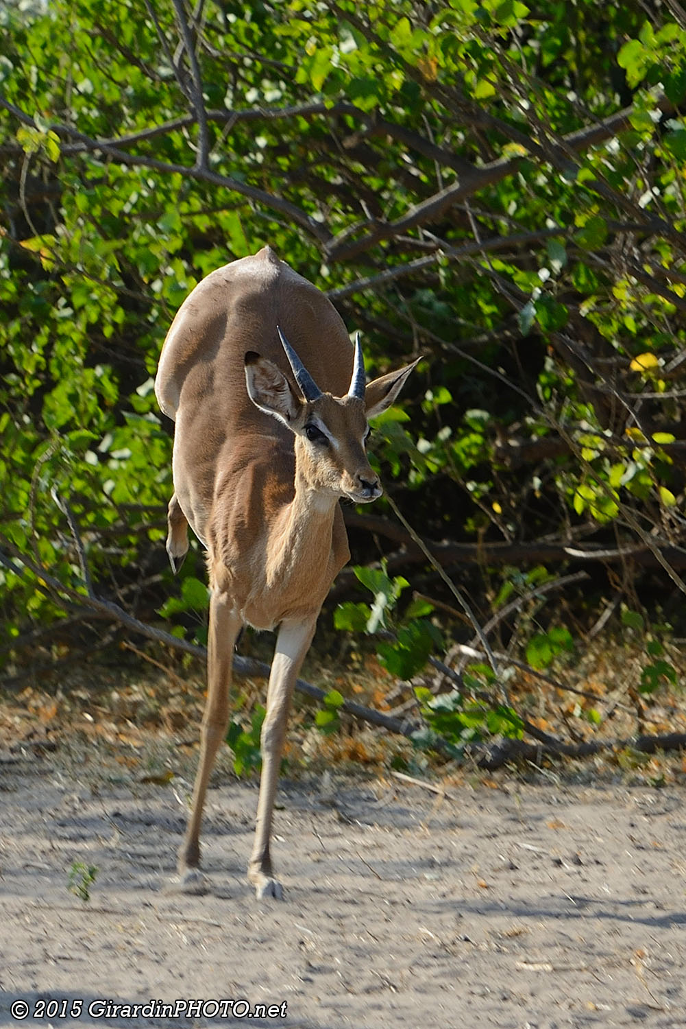 Impala en fuite