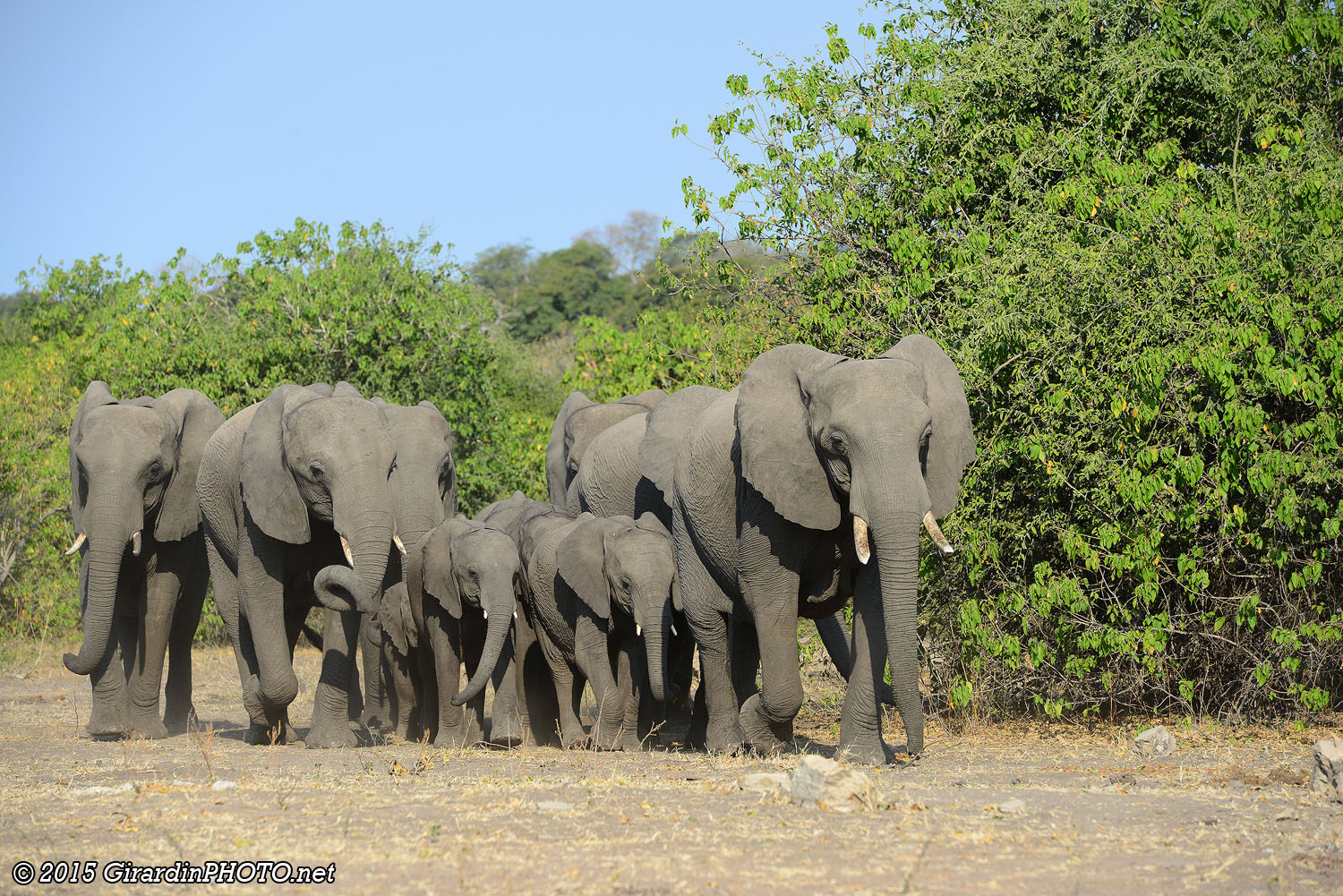 Famille d'éléphants