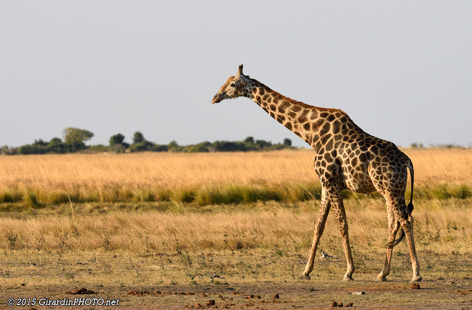 Girafe