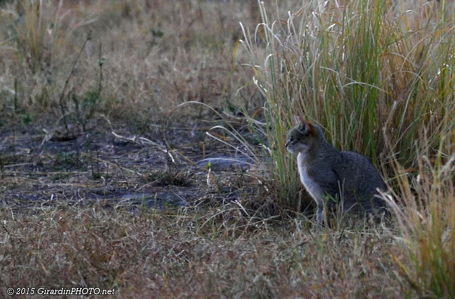 Chat sauvage d'Afrique