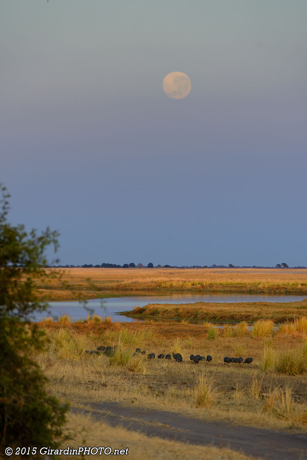 Pleine lune sur Chobe River