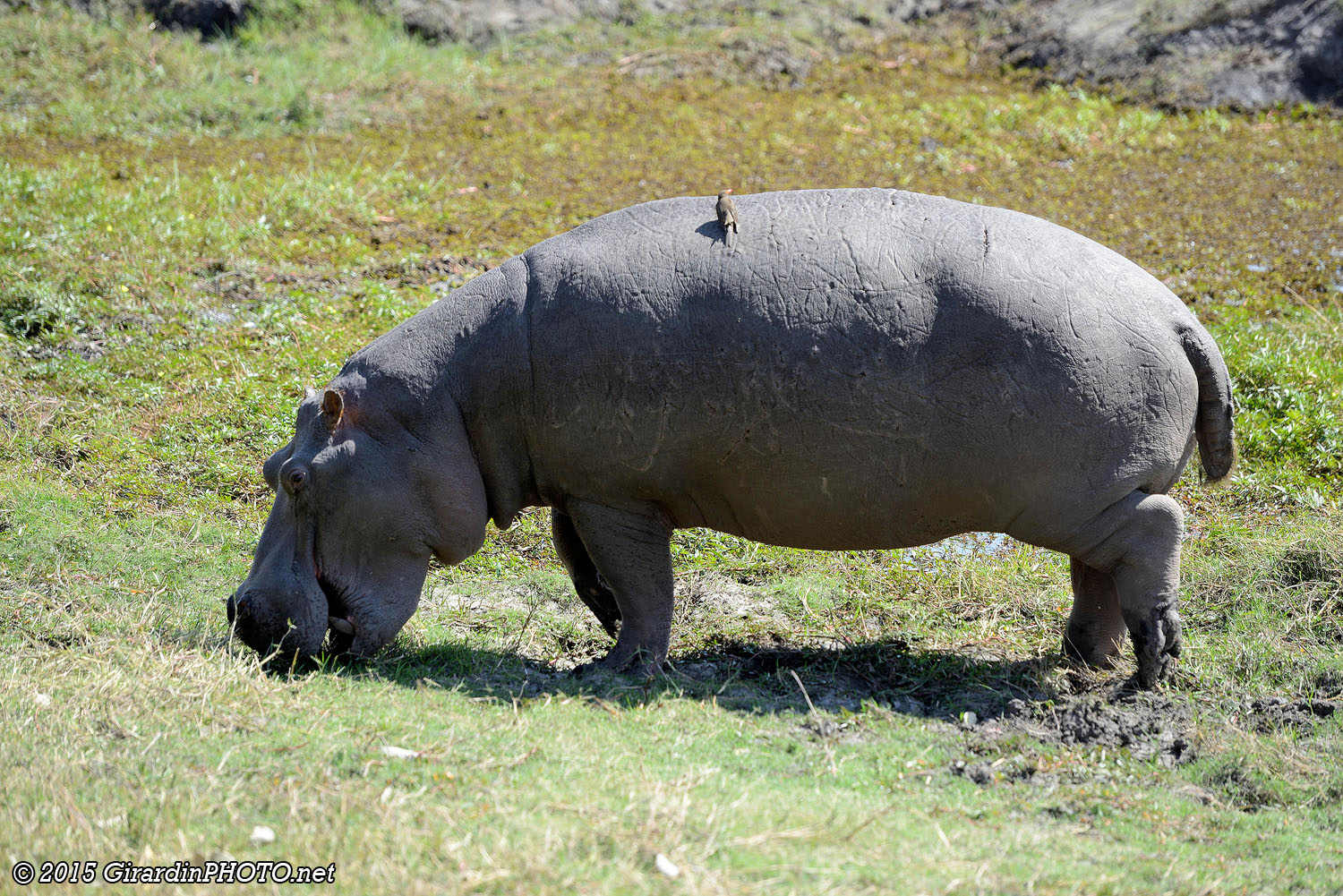Hippopotame
