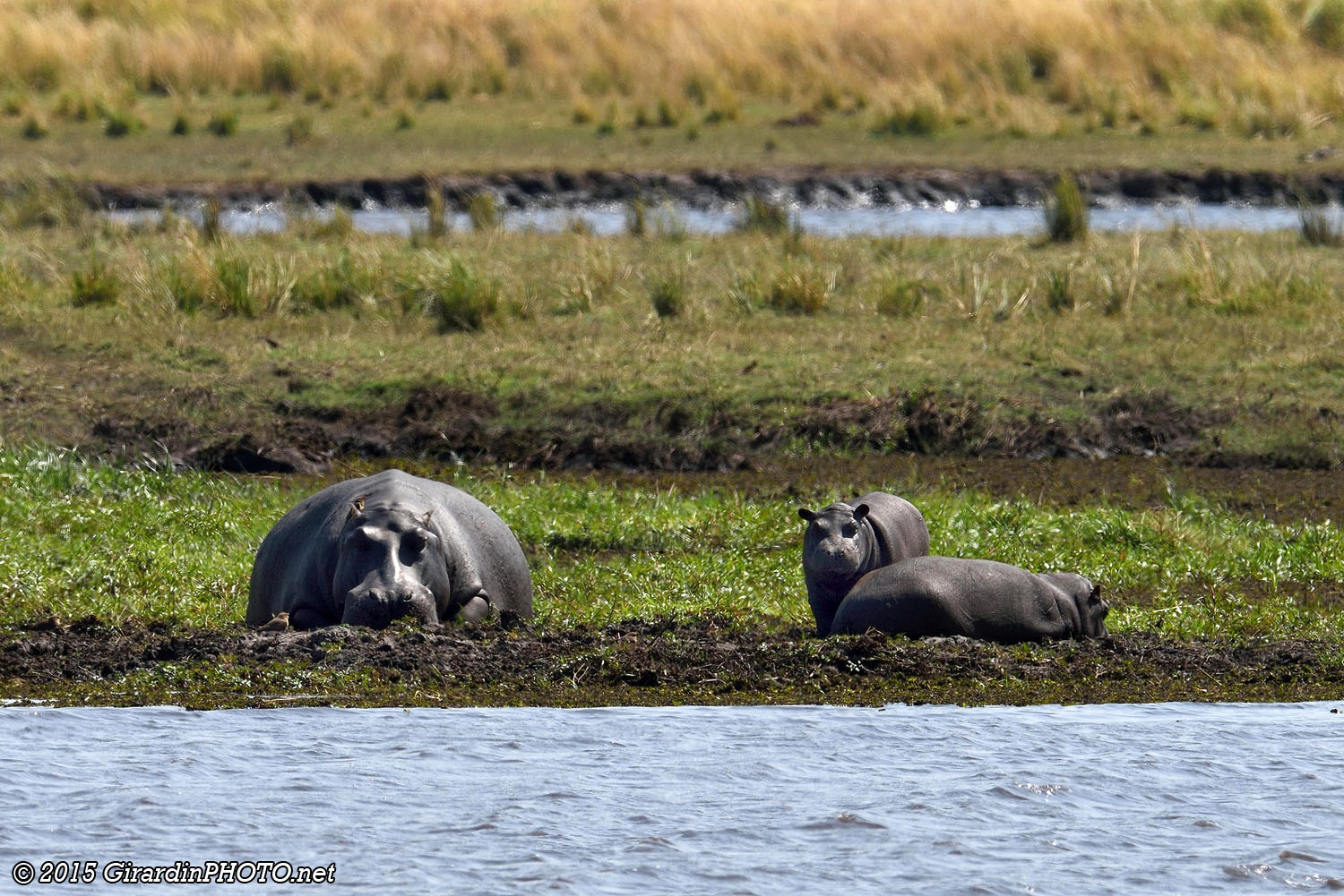 Famille d'hippopotames