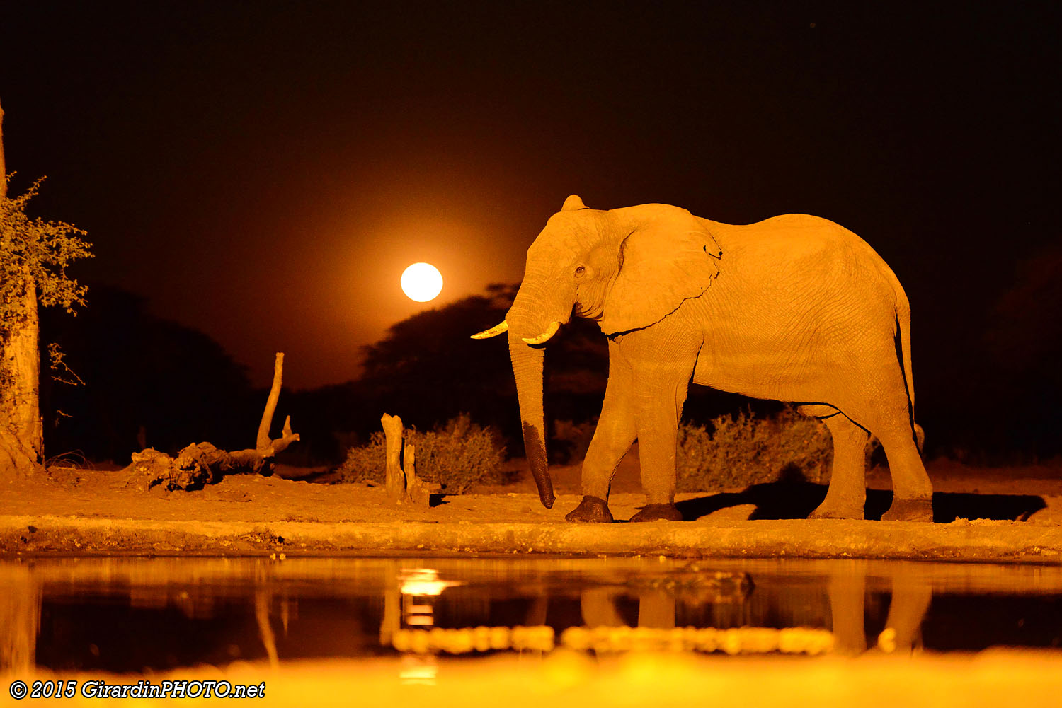 Eléphant au clair de lune (depuis le Bunker du Senyati Safari Campsite)