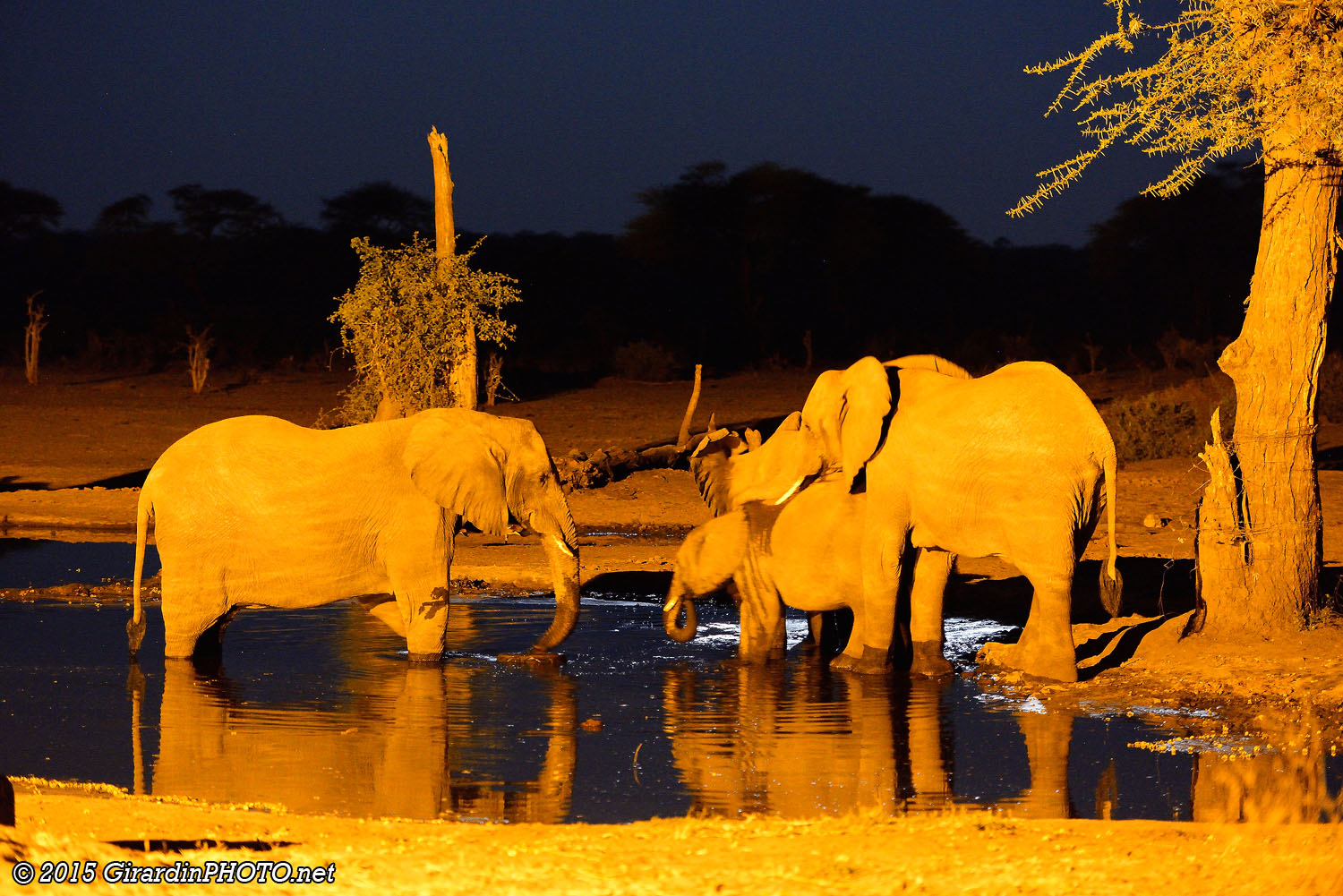 Eléphants au point d'eau