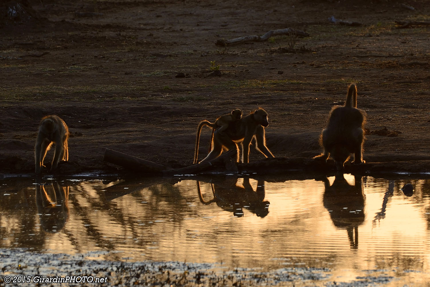 Babouins au lever du soleil