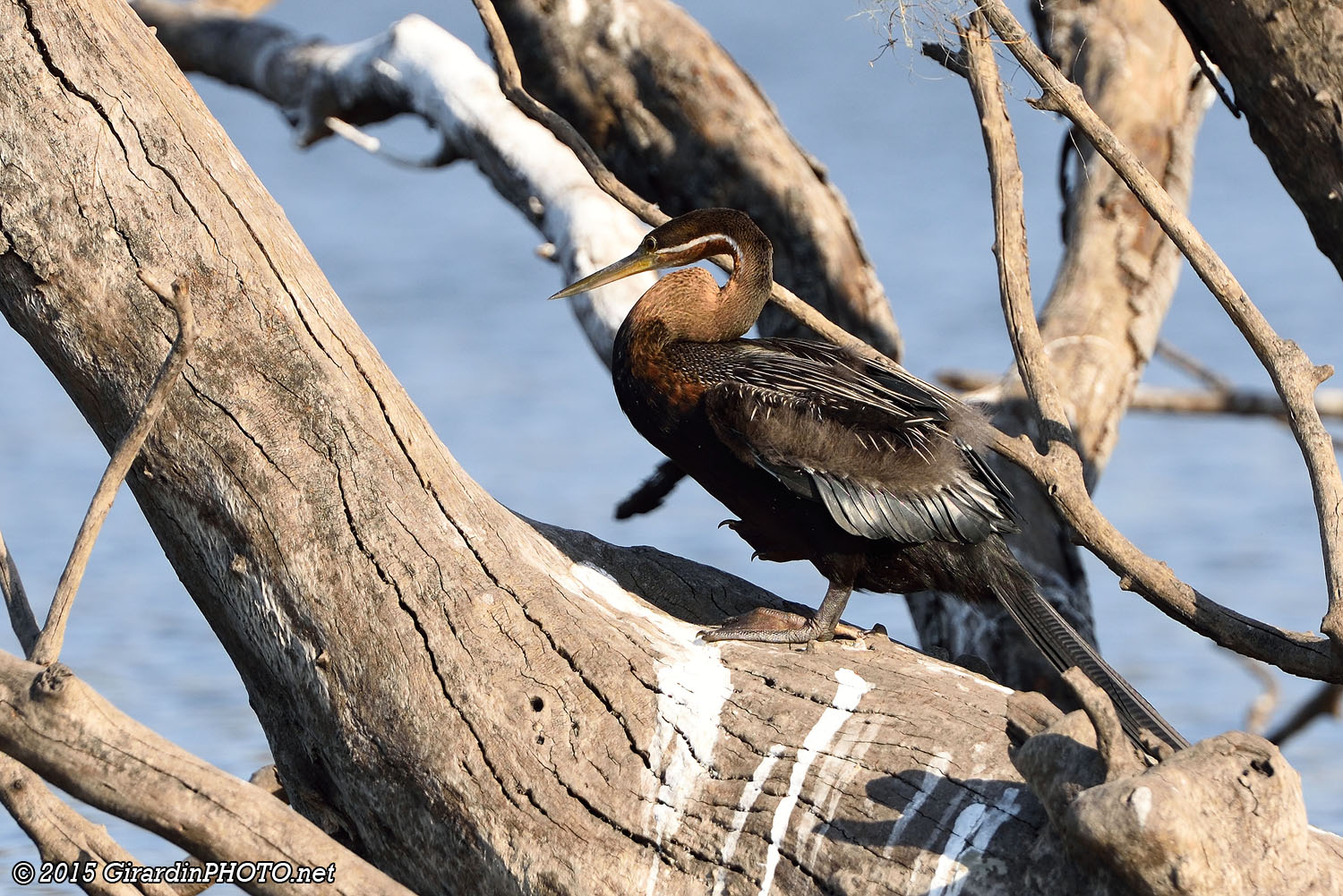 Anhinga roux