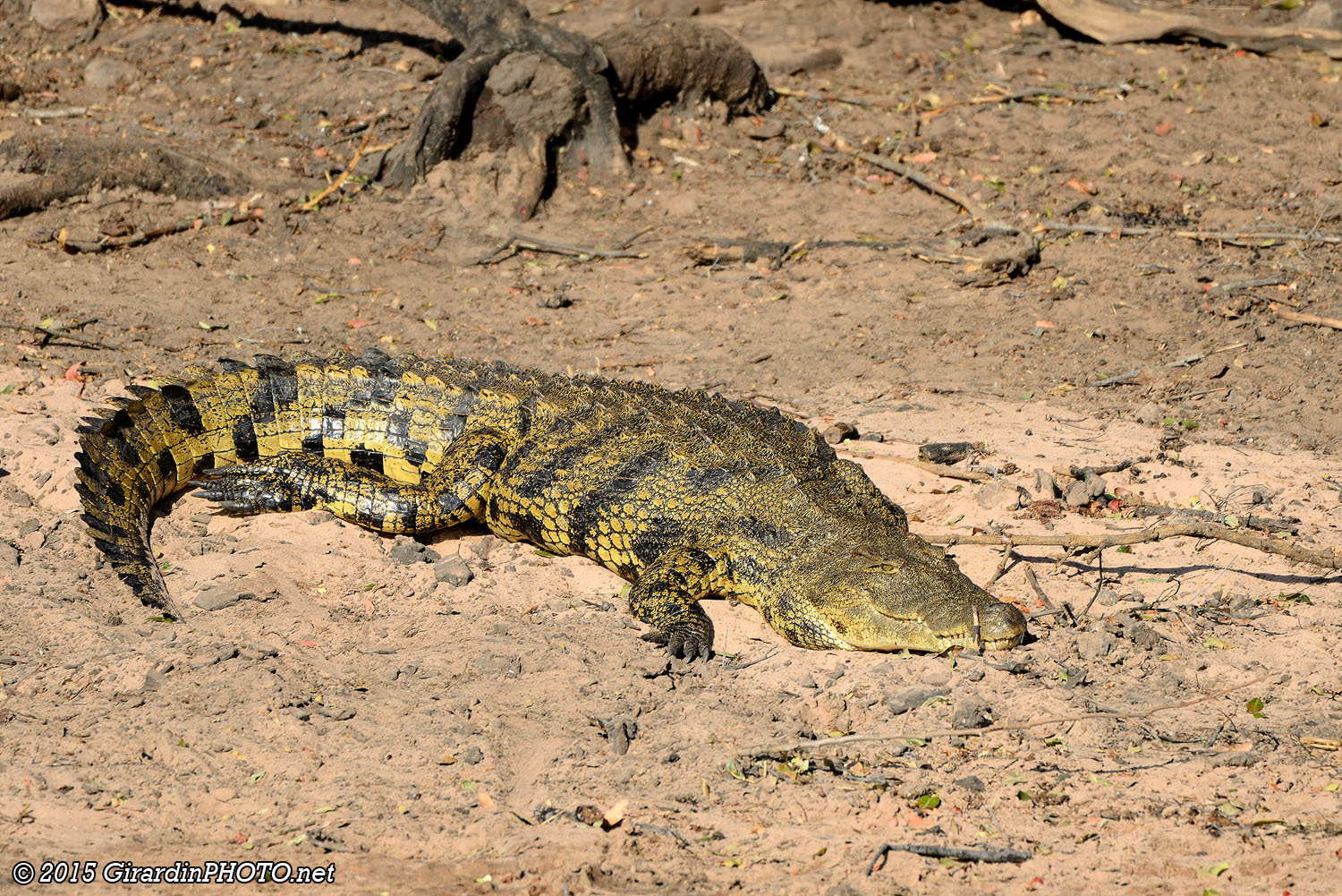 Crocodile du Nil