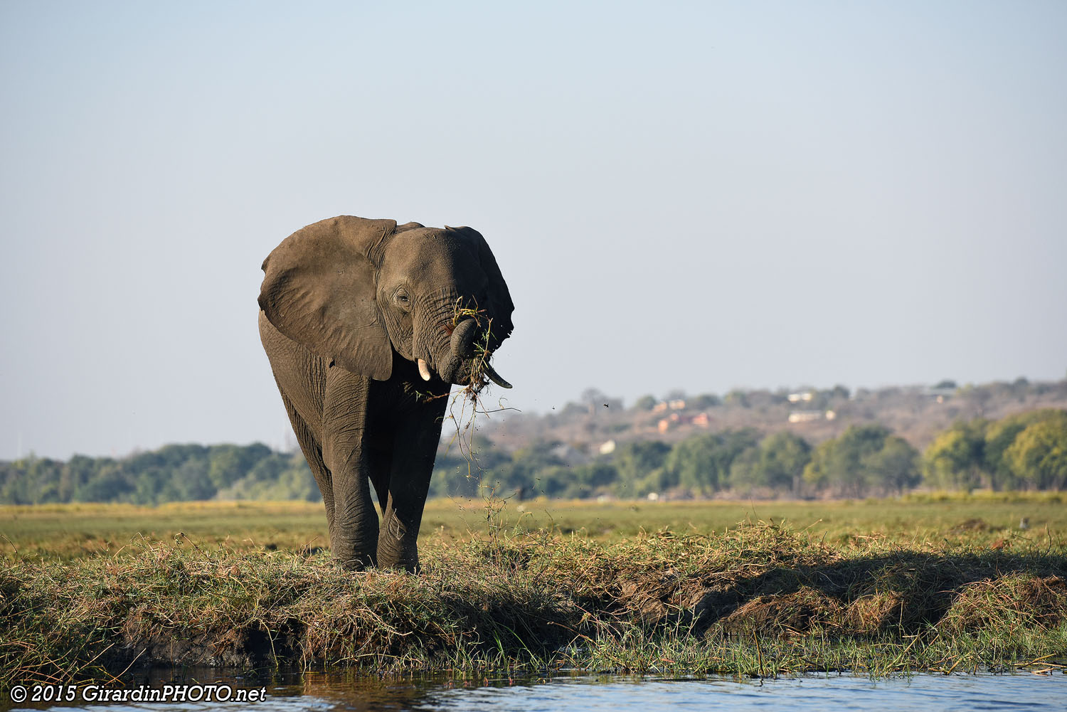 Eléphant sur une île du Chobe
