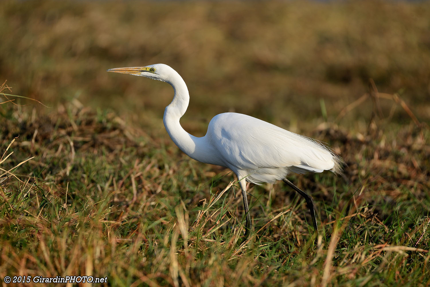 Aigrette intermédiaire