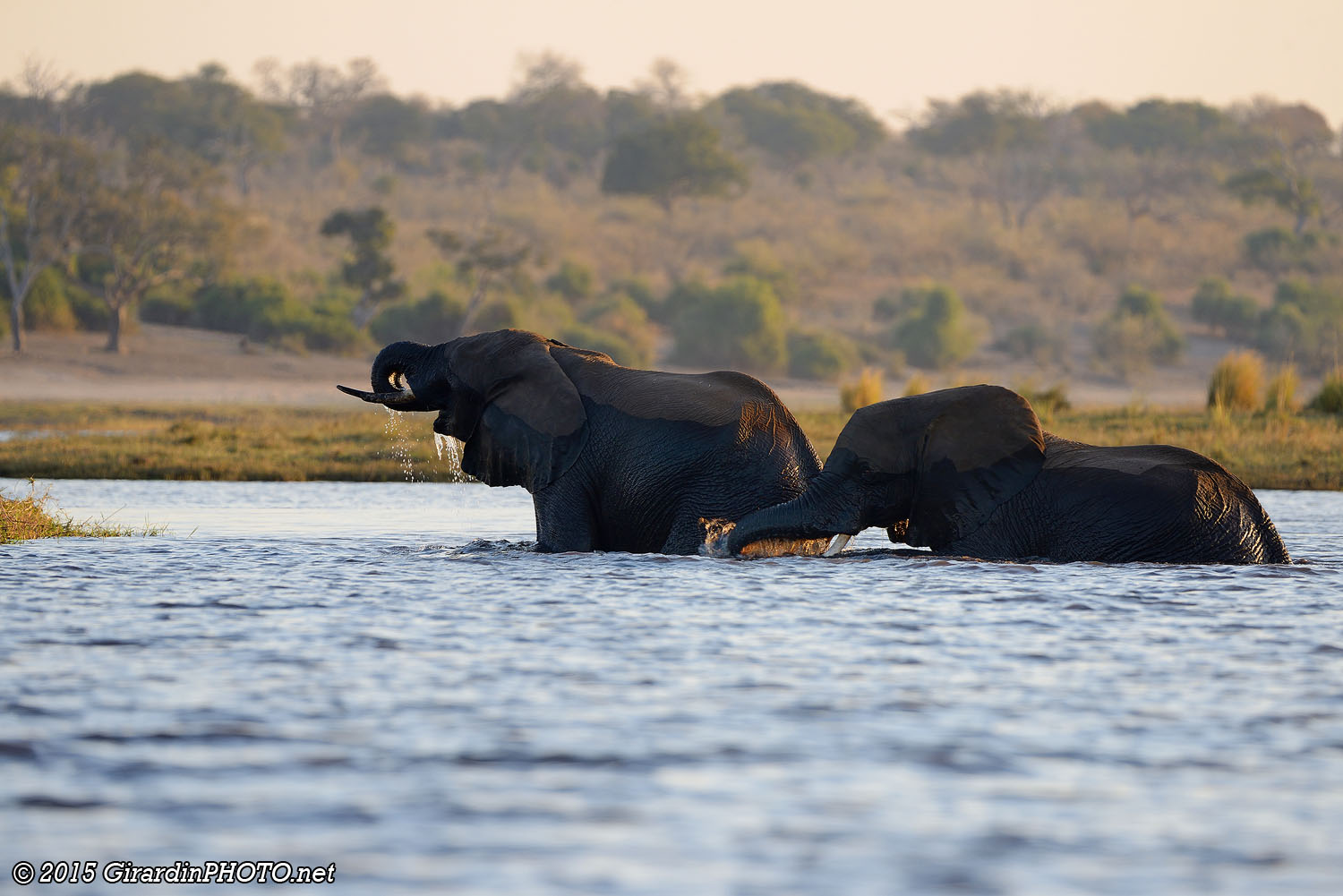 Eléphants traversant la rivière