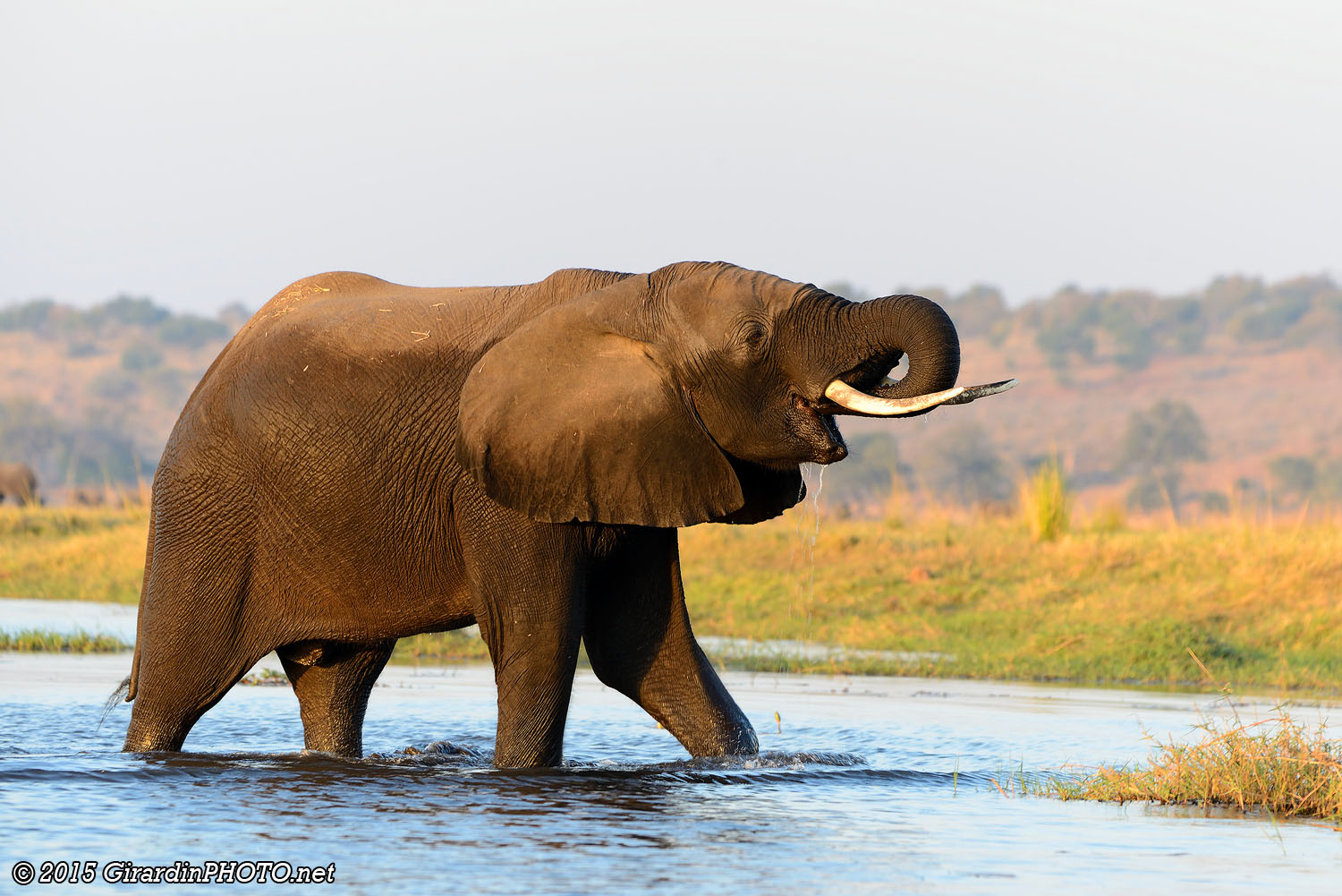 Eléphant traversant la rivière juste devant nous