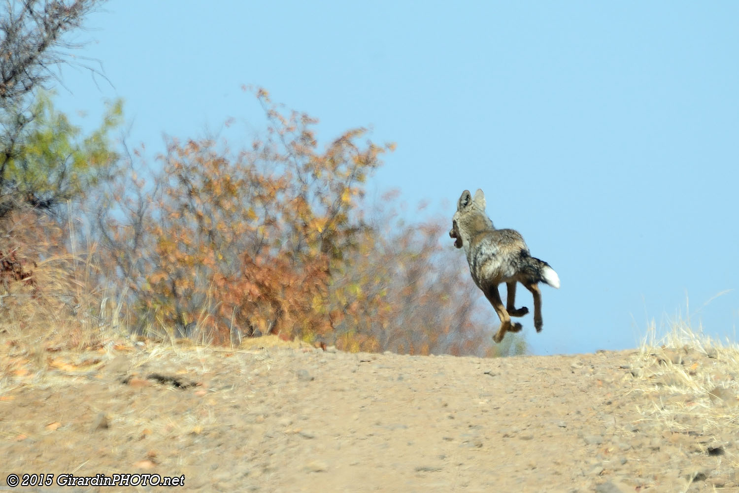 Chacal à flancs rayés