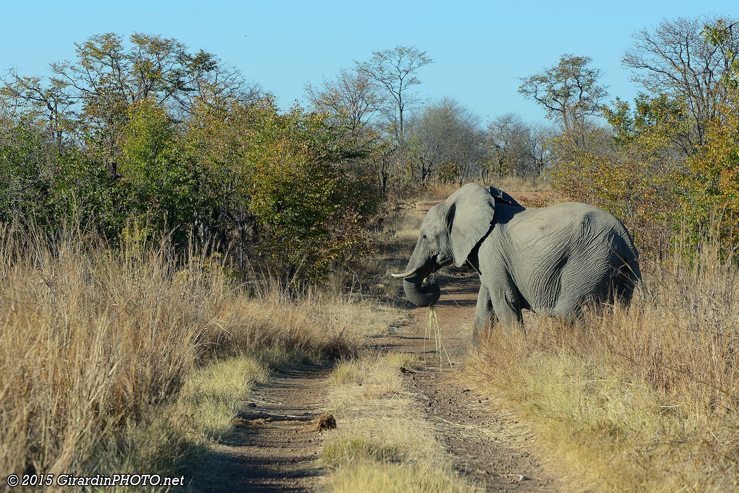 Eléphant traversant la piste