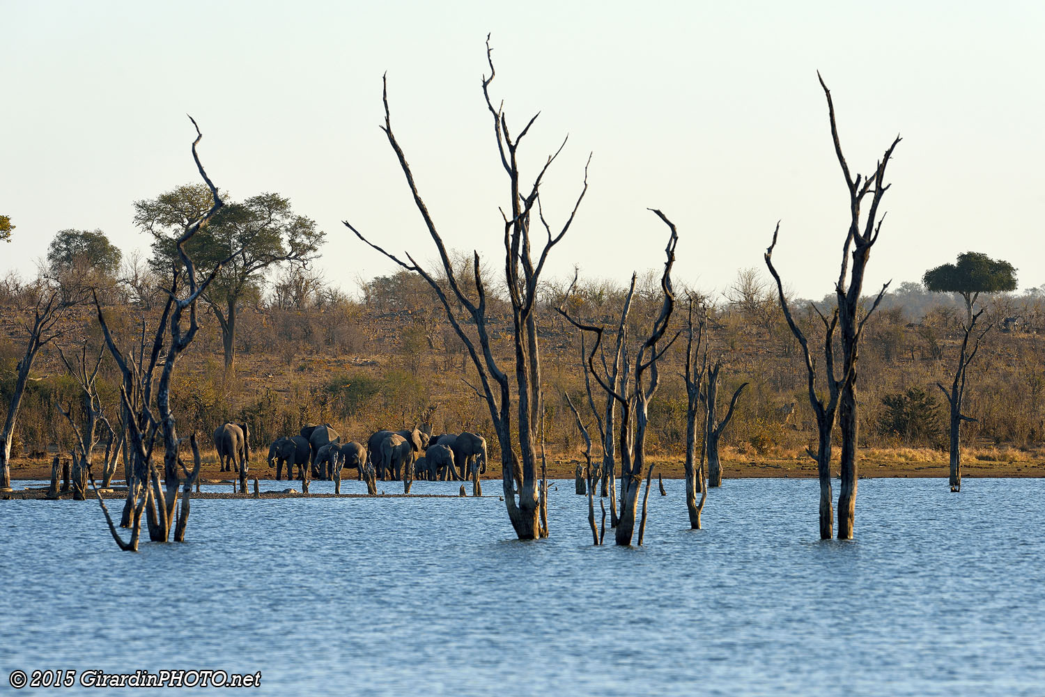 Eléphants au point d'eau de Mandavu Dam
