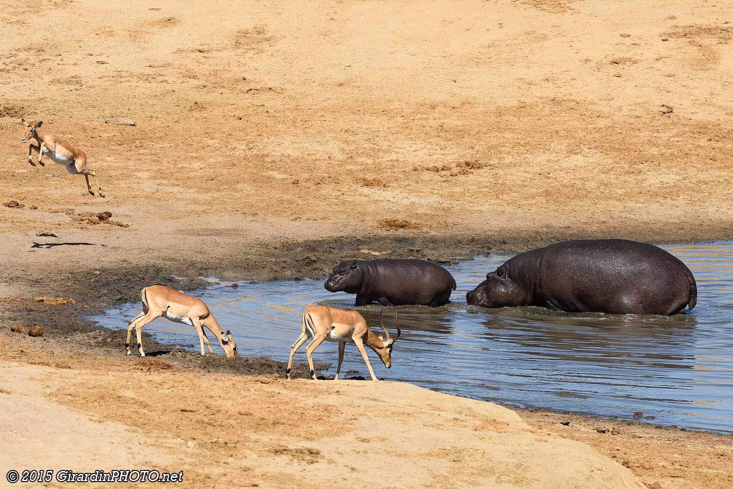 Petit hippopotame avec sa maman