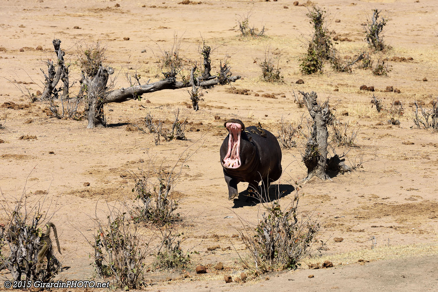 Hippopotame à la chasse aux babouins