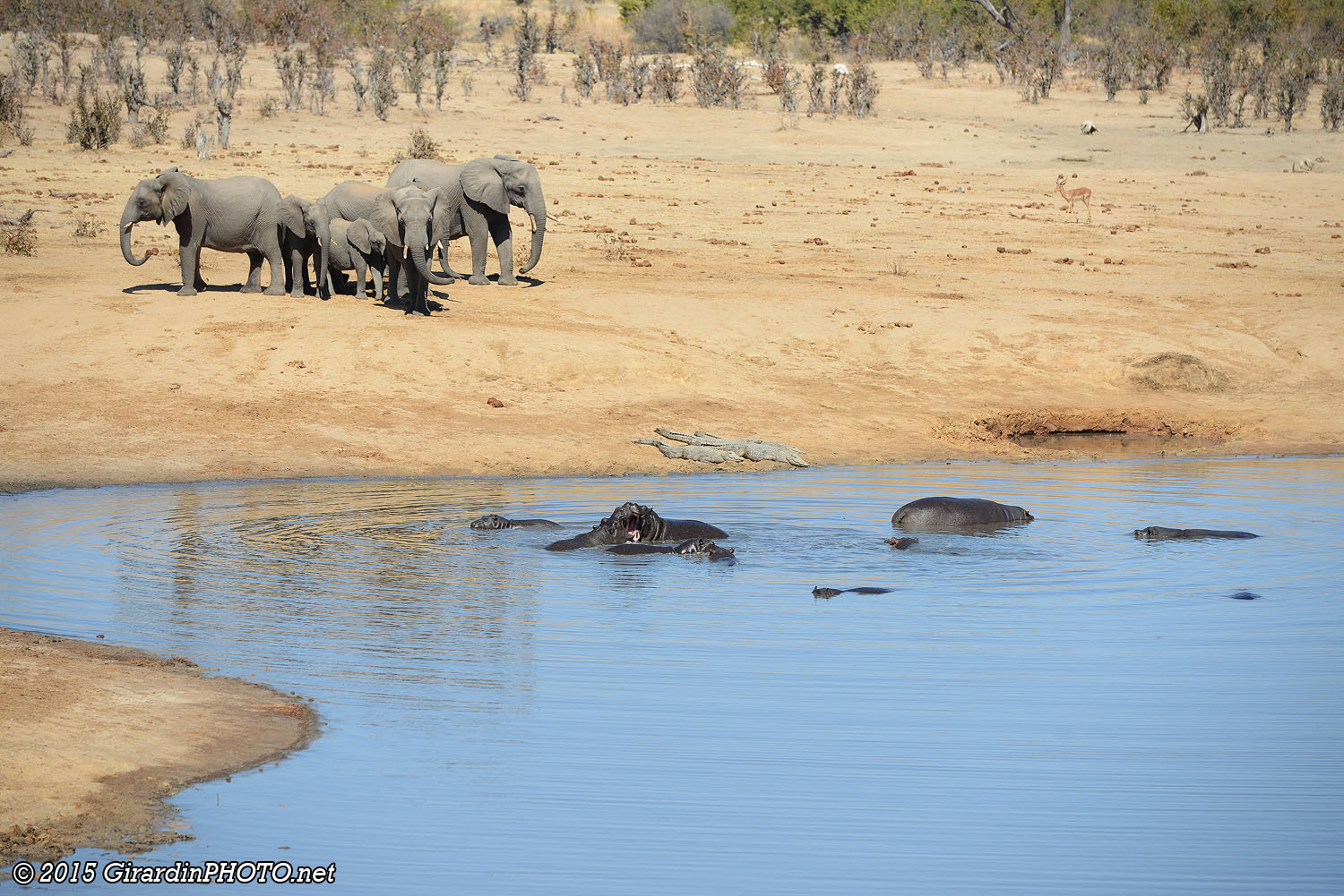 Les éléphants sont importunés par la présence de crocodiles