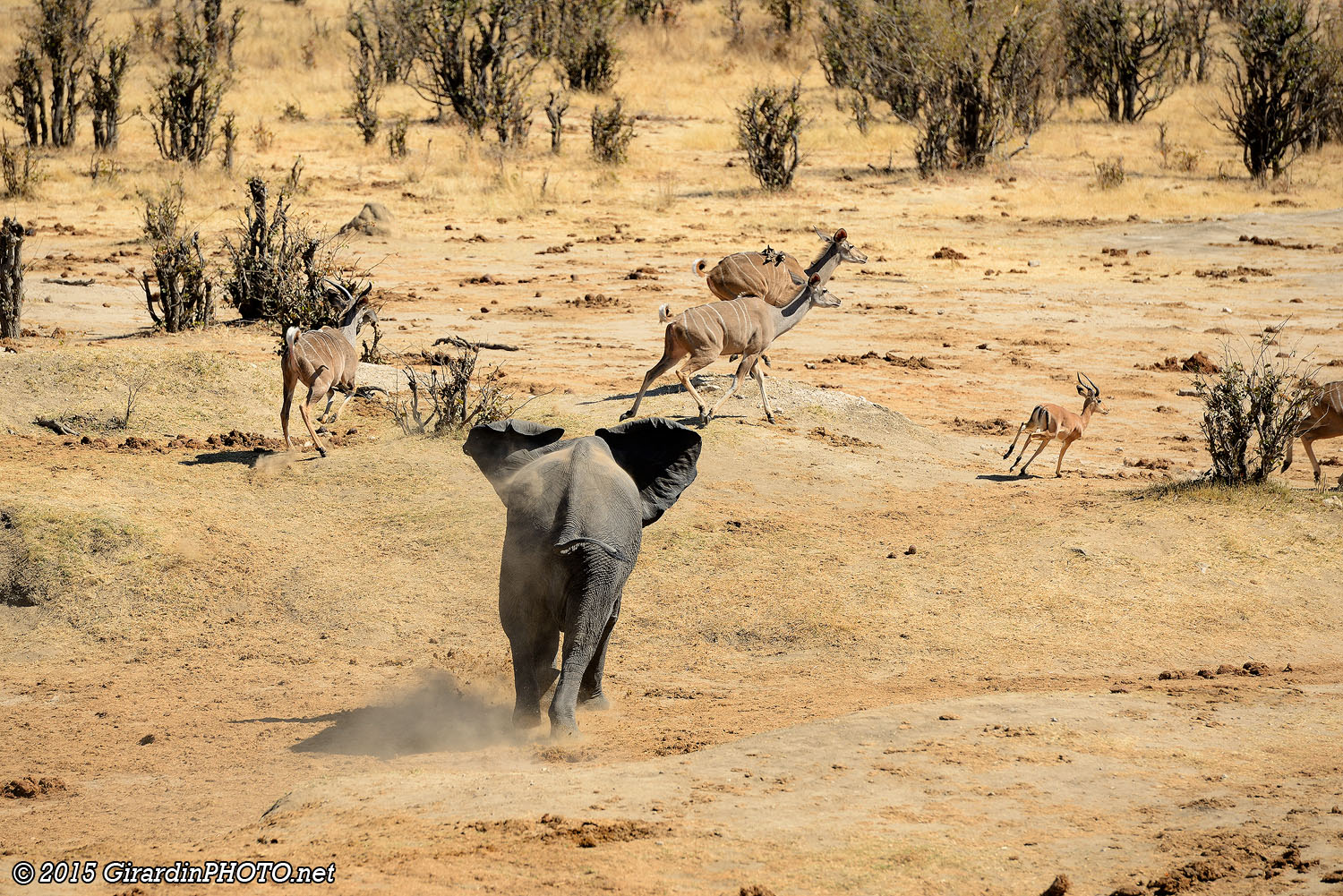 Elephanteau à la chasse aux grands koudous