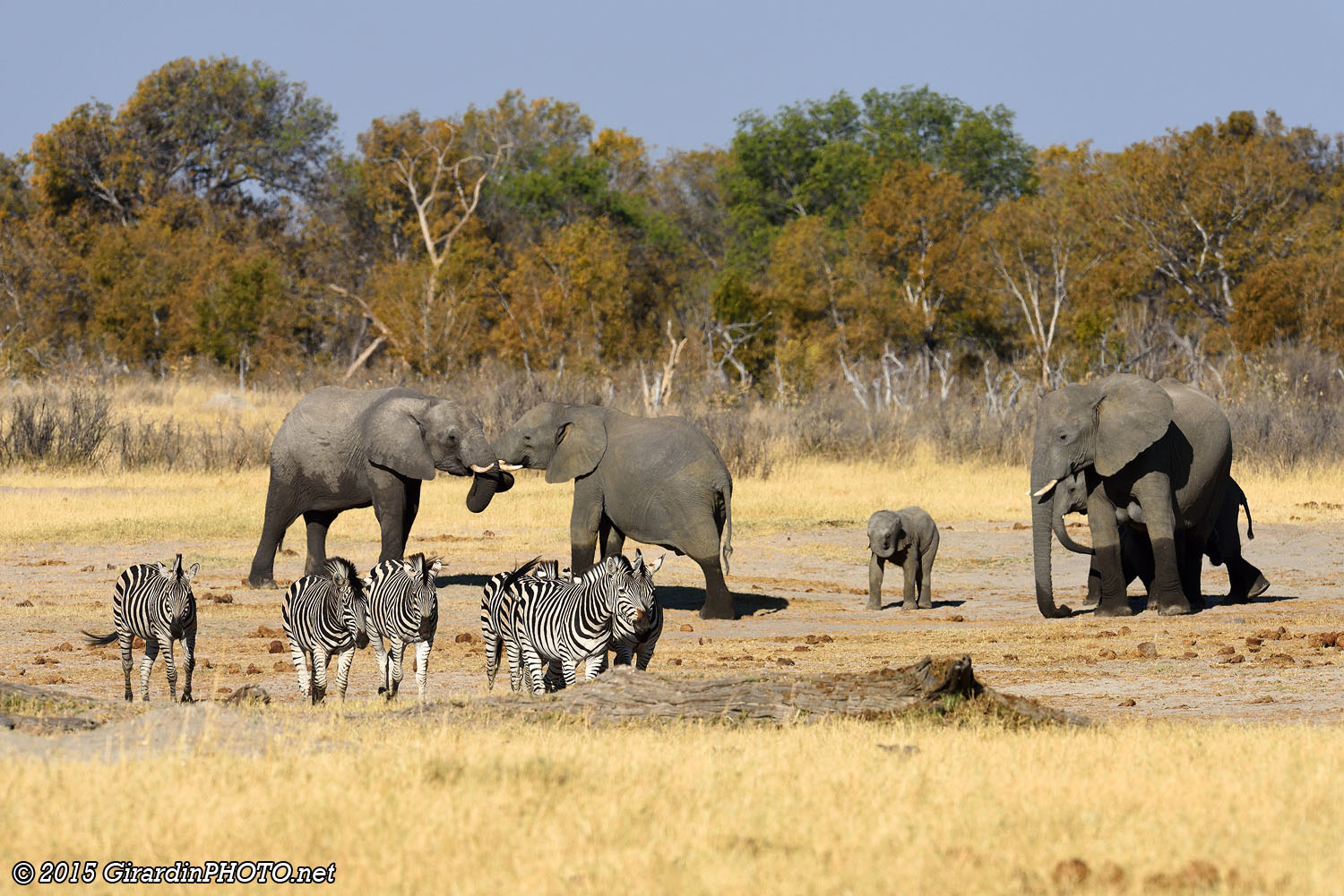 Zèbres et éléphants à Nyamandhlov