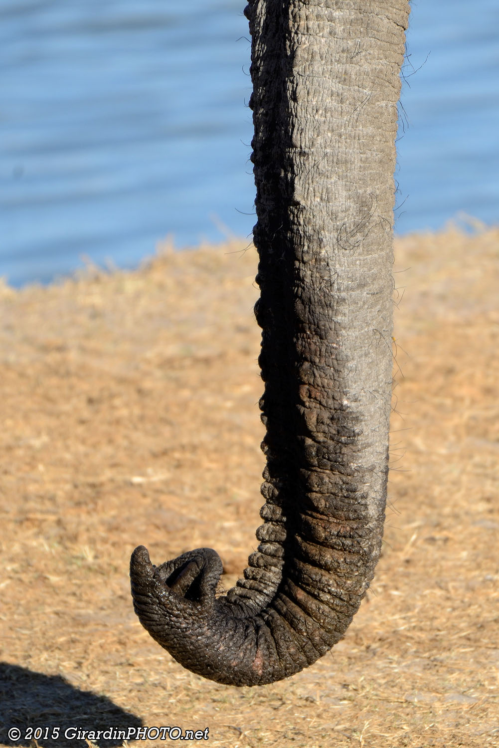 La trompe à deux lèvres de l'éléphant d'Afrique