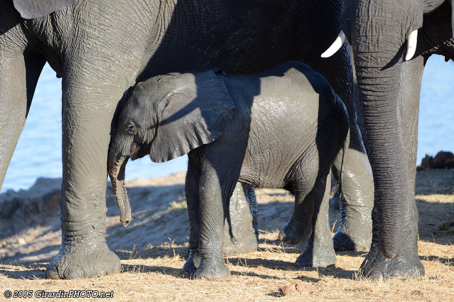 Sous la protection de maman