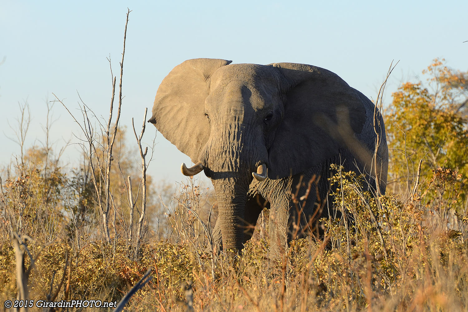Eléphant