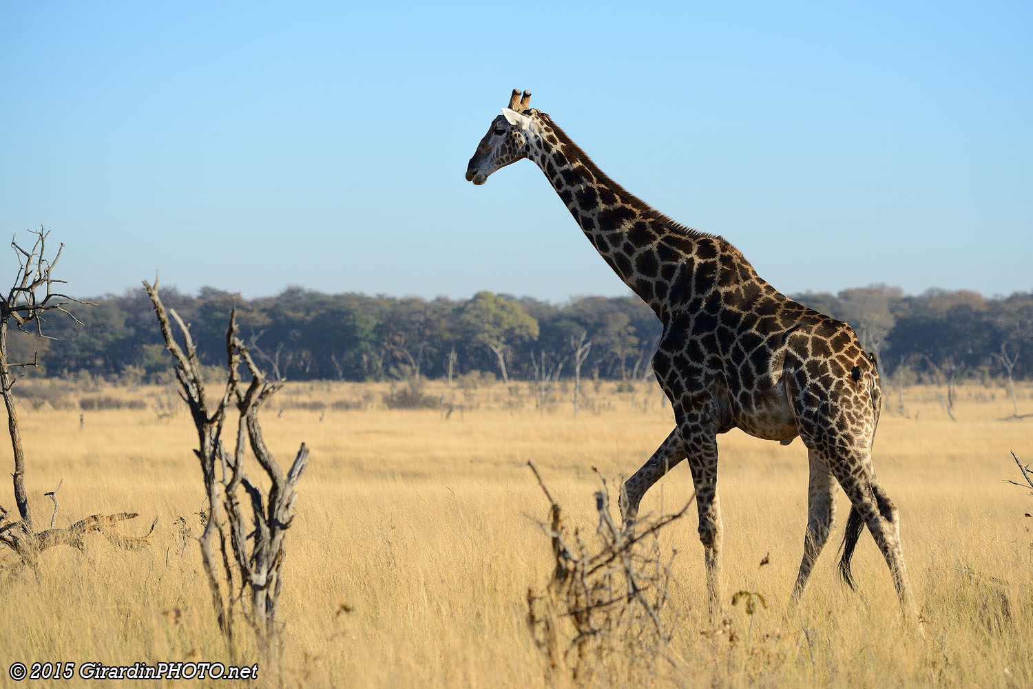 Girafe