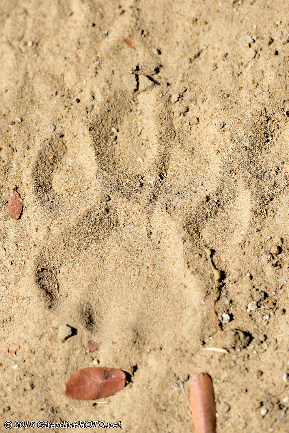Empreinte de lion