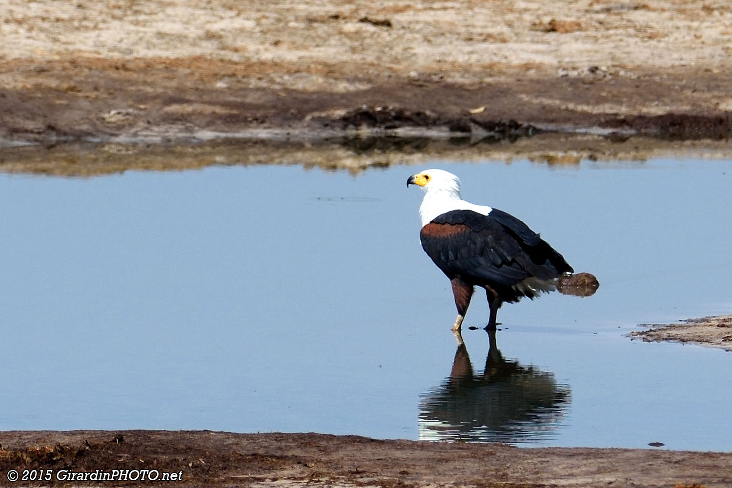 Aigle pêcheur vocifère