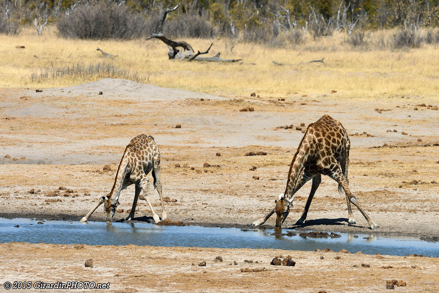 Girafes