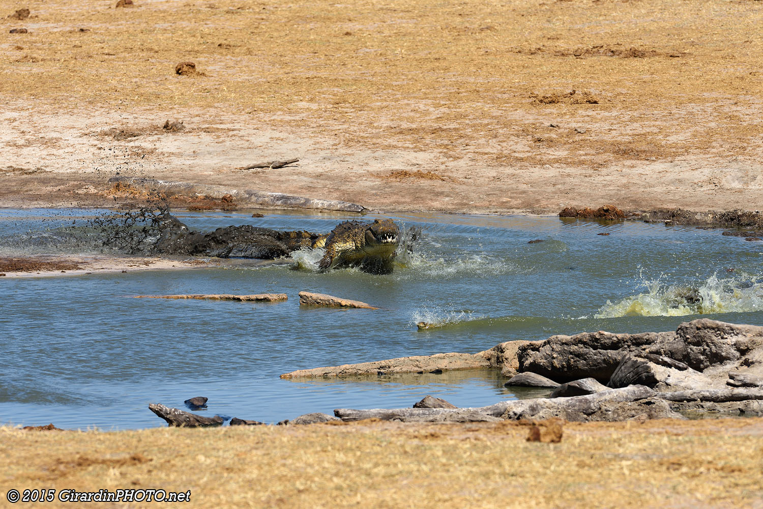 Crocodile du Nil à l'attaque