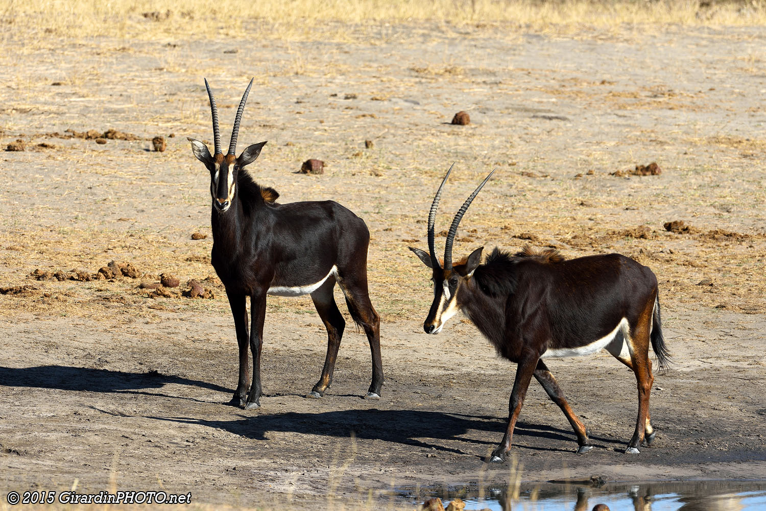 Hippotragues noirs