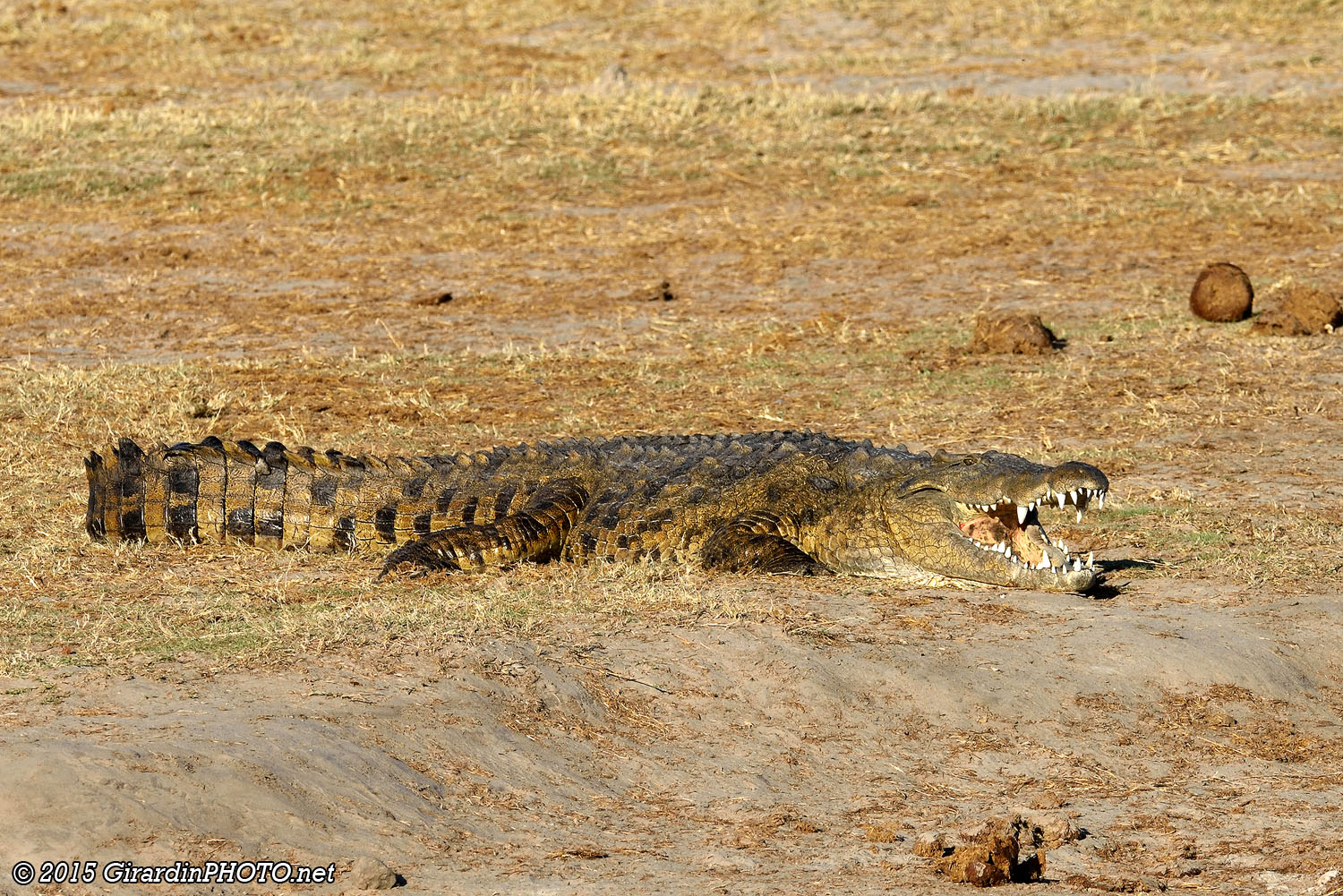Crocodile du Nil au repos