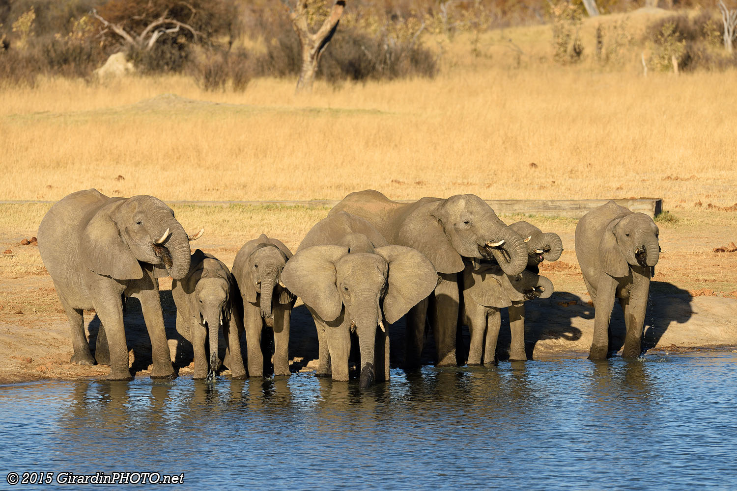 Eléphants