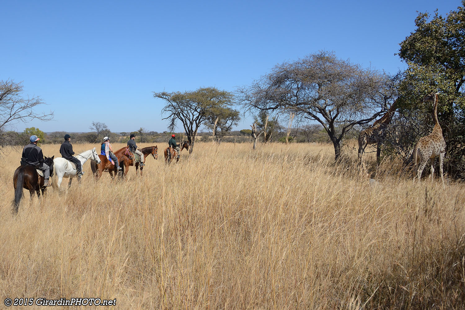 Rencontre avec des girafes