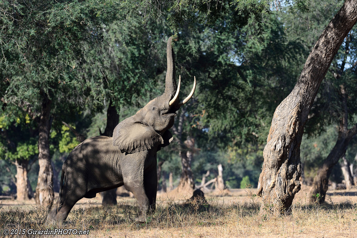 Notre dernier éléphant à Mana Pools