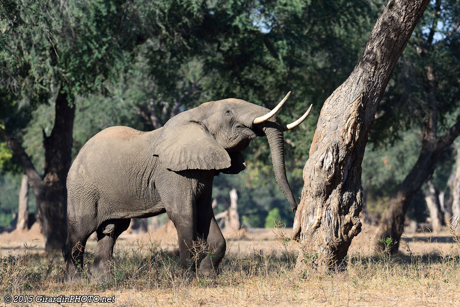 Notre première rencontre à Mana Pools